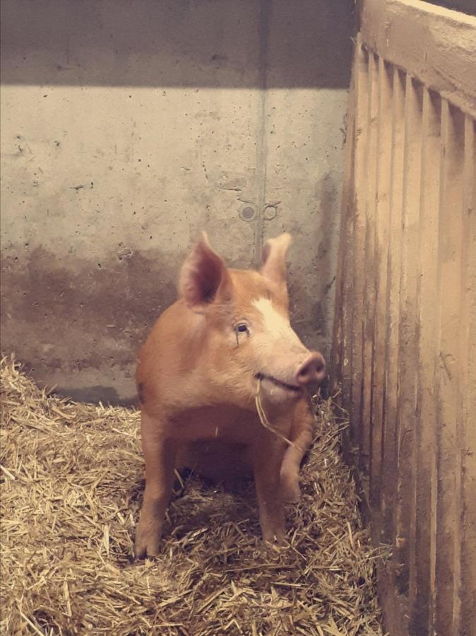 안델스부흐 Bauernhof Farnach 아파트 외부 사진