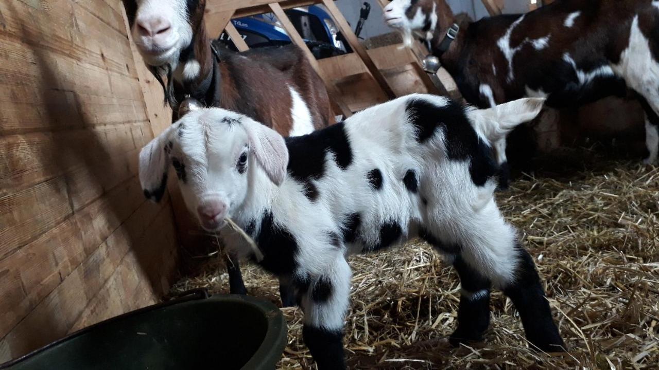 안델스부흐 Bauernhof Farnach 아파트 외부 사진