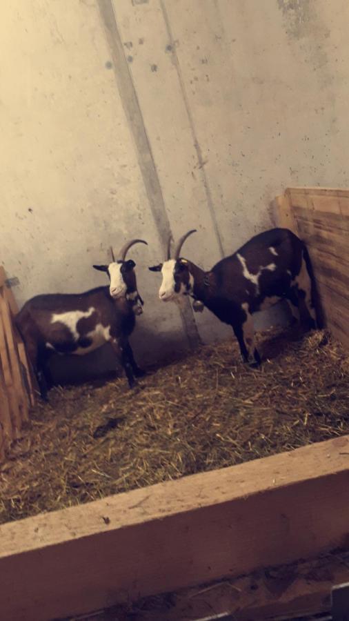 안델스부흐 Bauernhof Farnach 아파트 외부 사진